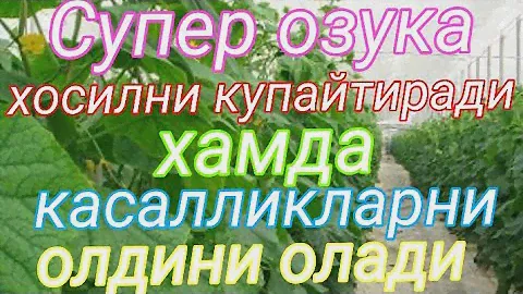 Супер универсал озука . Баргдан озиклантириш