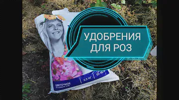 Удобрения для роз на сезон 2022