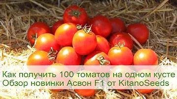 🍅Как получить 100 томатов на одном кусте. Обзор новинки Асвон F1 от KitanoSeeds🍅