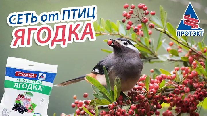 Сеть от птиц "Ягодка"