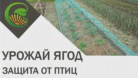 Сетка от птиц