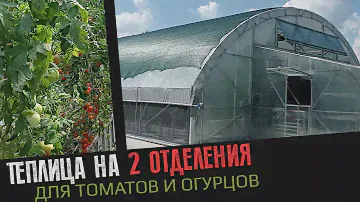 Универсальная фермерская теплица 10х15.  Что можно в ней вырастить? Как выращиваются томаты и огурцы