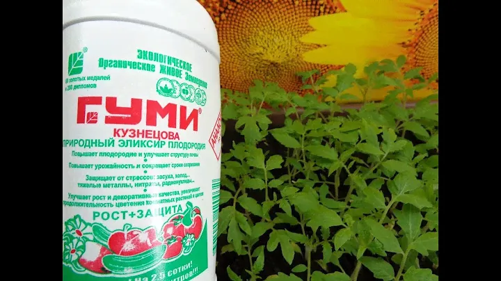 ЧЕМ ПОДКОРМИТЬ РАССАДУ? ЖИДКОЕ УДОБРЕНИЕ  ГУМИ КУЗНЕЦОВА. Ольга Чернова.